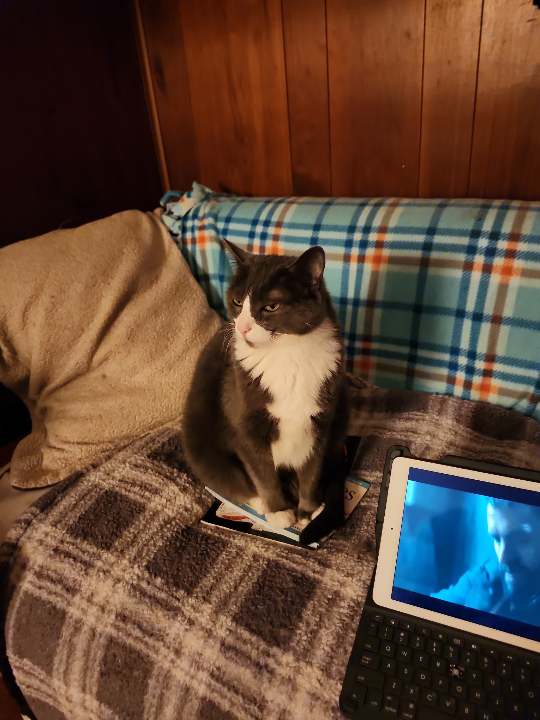 Enlarge George, a Adoptable Domestic Short Hair in Montgomery, IL image 2/3