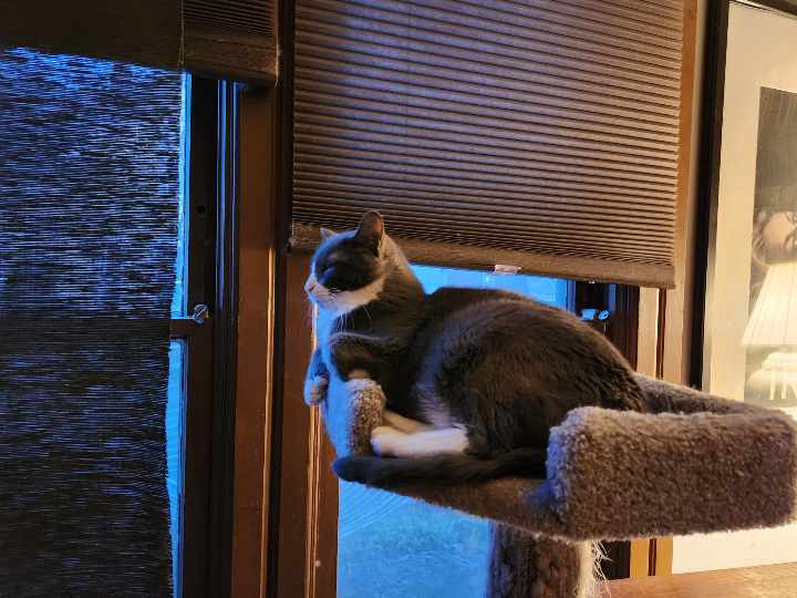 Enlarge George, a Adoptable Domestic Short Hair in Montgomery, IL image 3/3