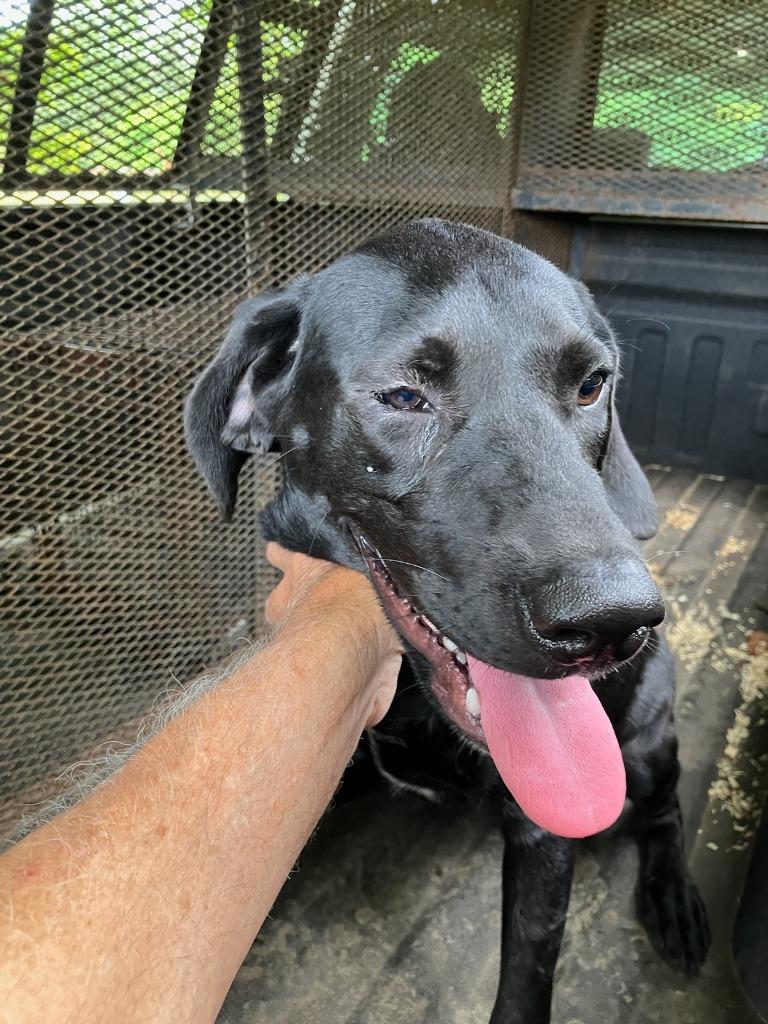 Reese-Adoptable, Adoptable, Adult Female Labrador Retriever.