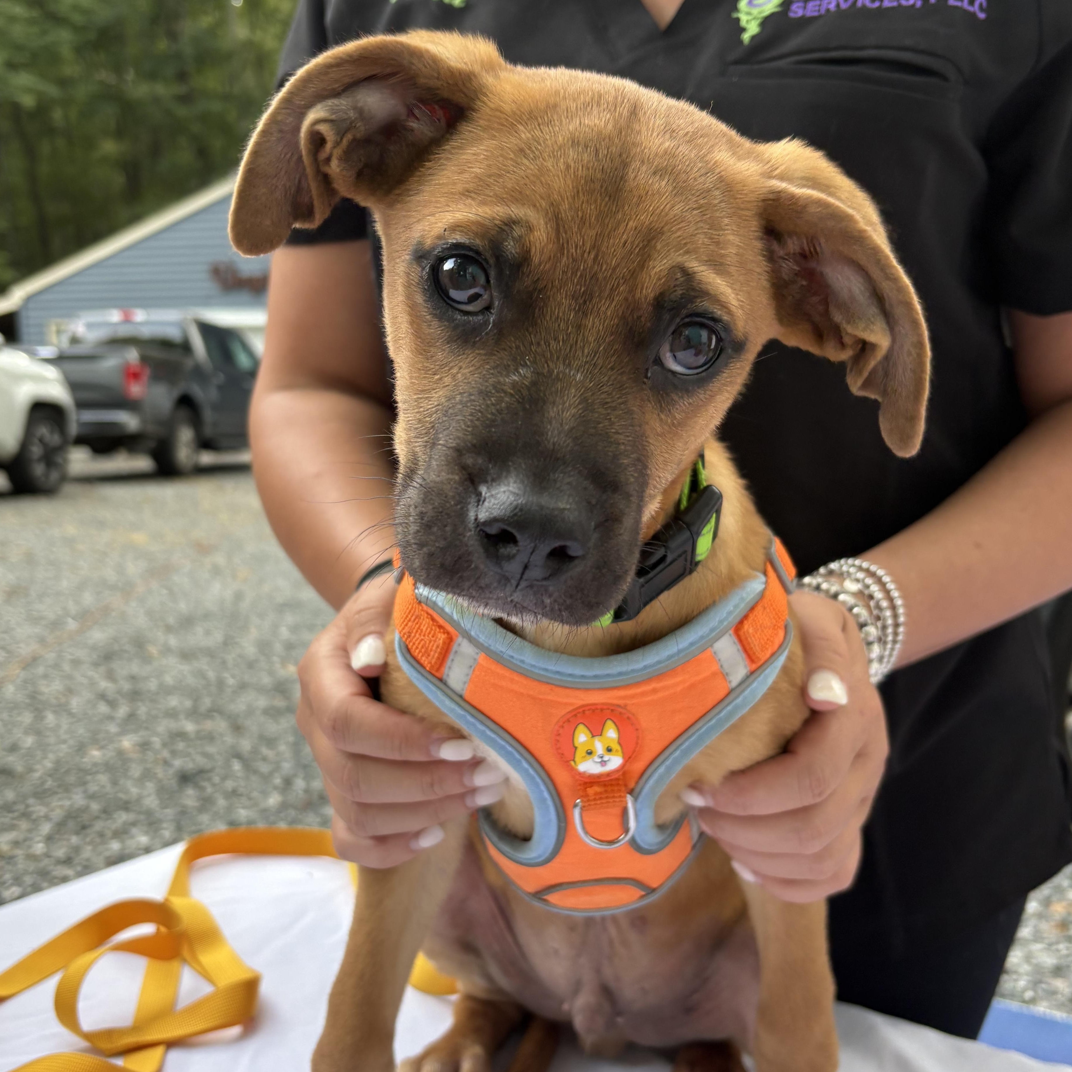Dale, ADOPTABLE, Puppy Male Labrador Retriever.