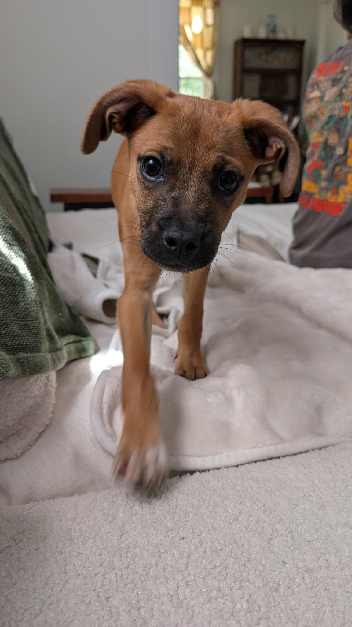Enlarge Dale, a ADOPTABLE mixed breed in Richmond, VA image 3/6