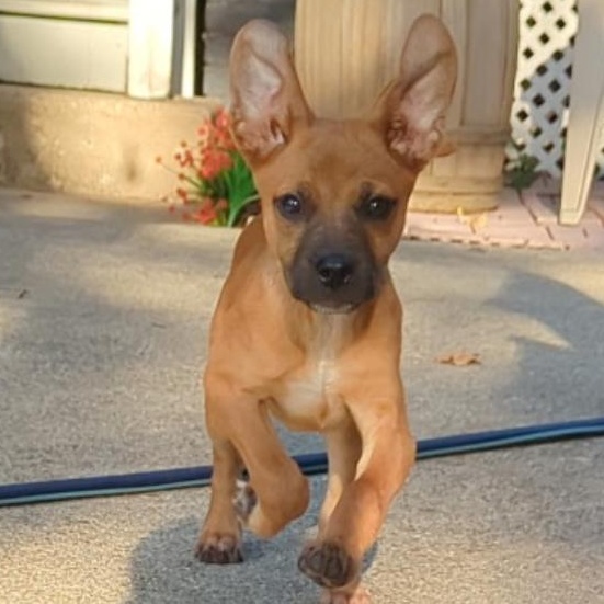Enlarge Dale, a ADOPTABLE mixed breed in Richmond, VA image 2/6