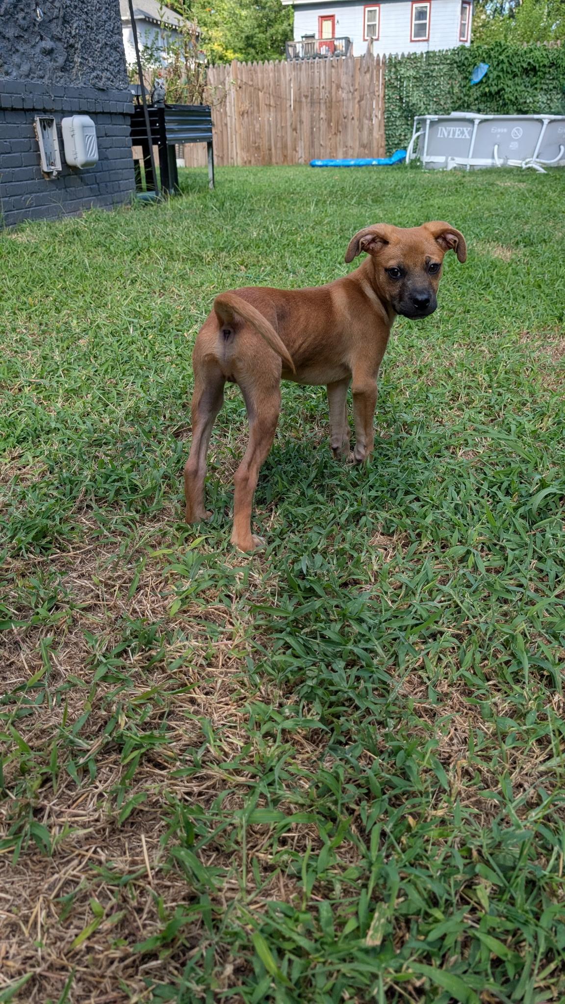 Enlarge Dale, a ADOPTABLE mixed breed in Richmond, VA image 6/6