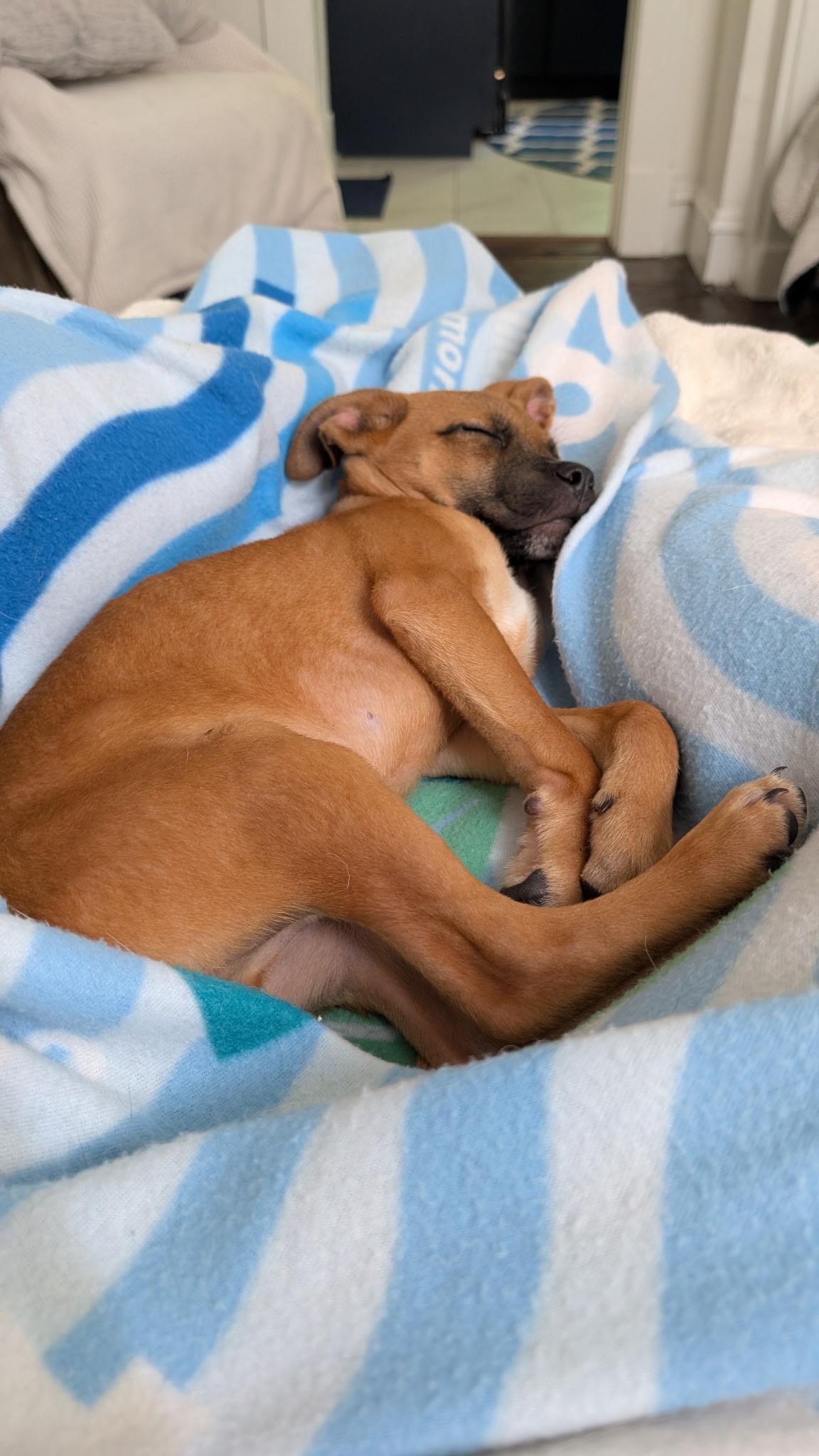 Enlarge Dale, a ADOPTABLE mixed breed in Richmond, VA image 5/6