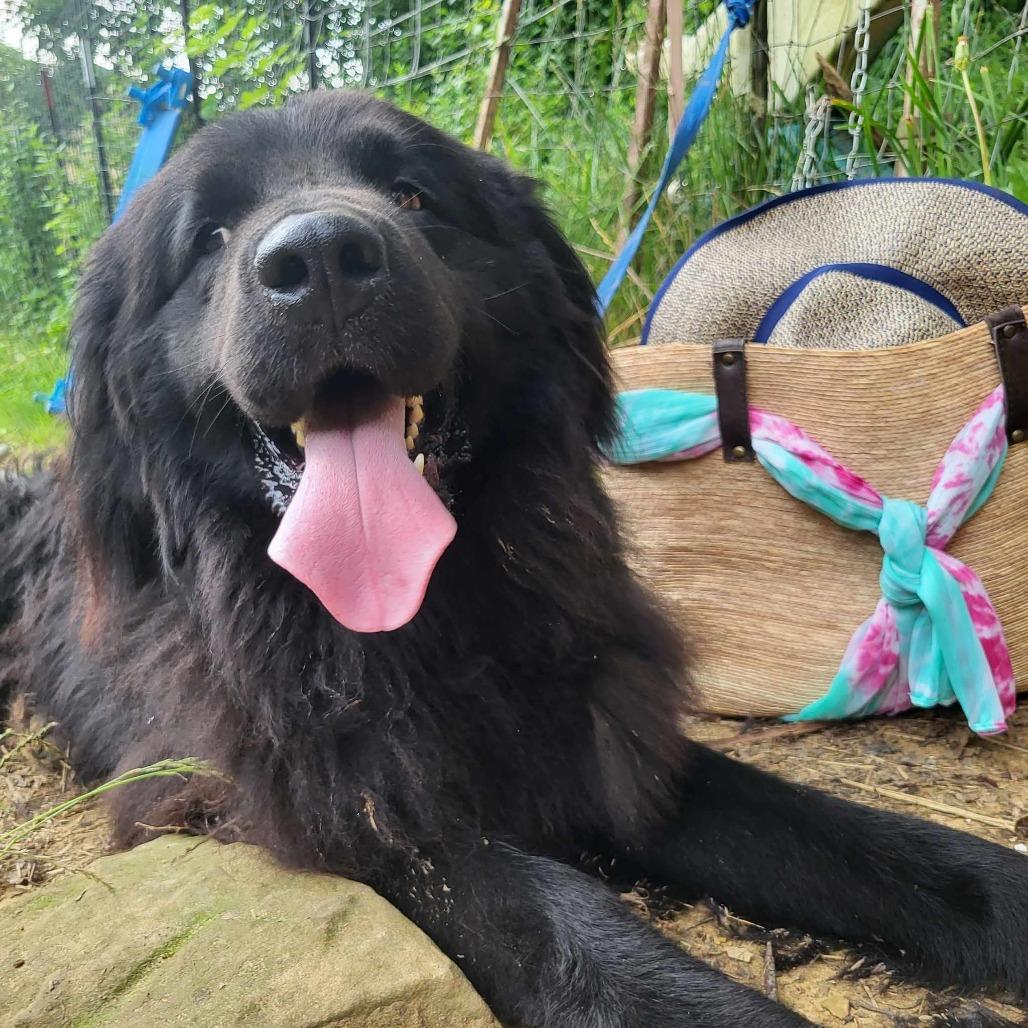 Zeus, a Adoptable Newfoundland Dog in Lancaster, OH image 1/3
