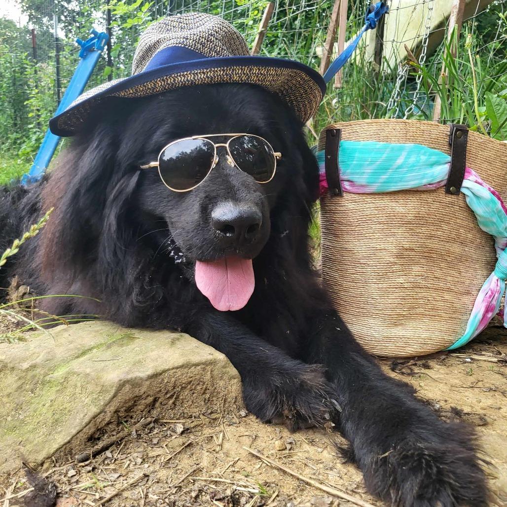 Zeus, a Adoptable Newfoundland Dog in Lancaster, OH image 2/3