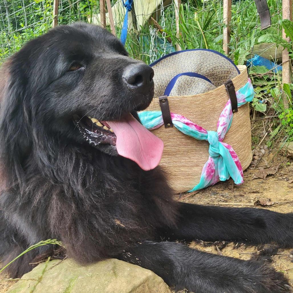Zeus, a Adoptable Newfoundland Dog in Lancaster, OH image 3/3