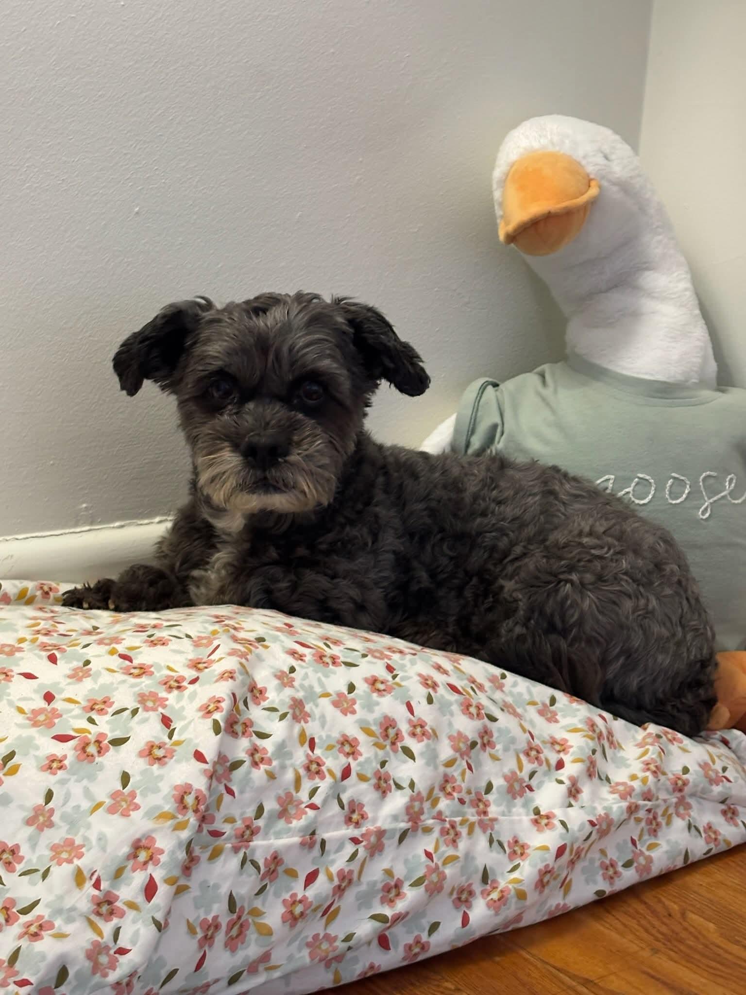 Enlarge Boogie, an adopted mixed breed in Greenville, SC image 1/4