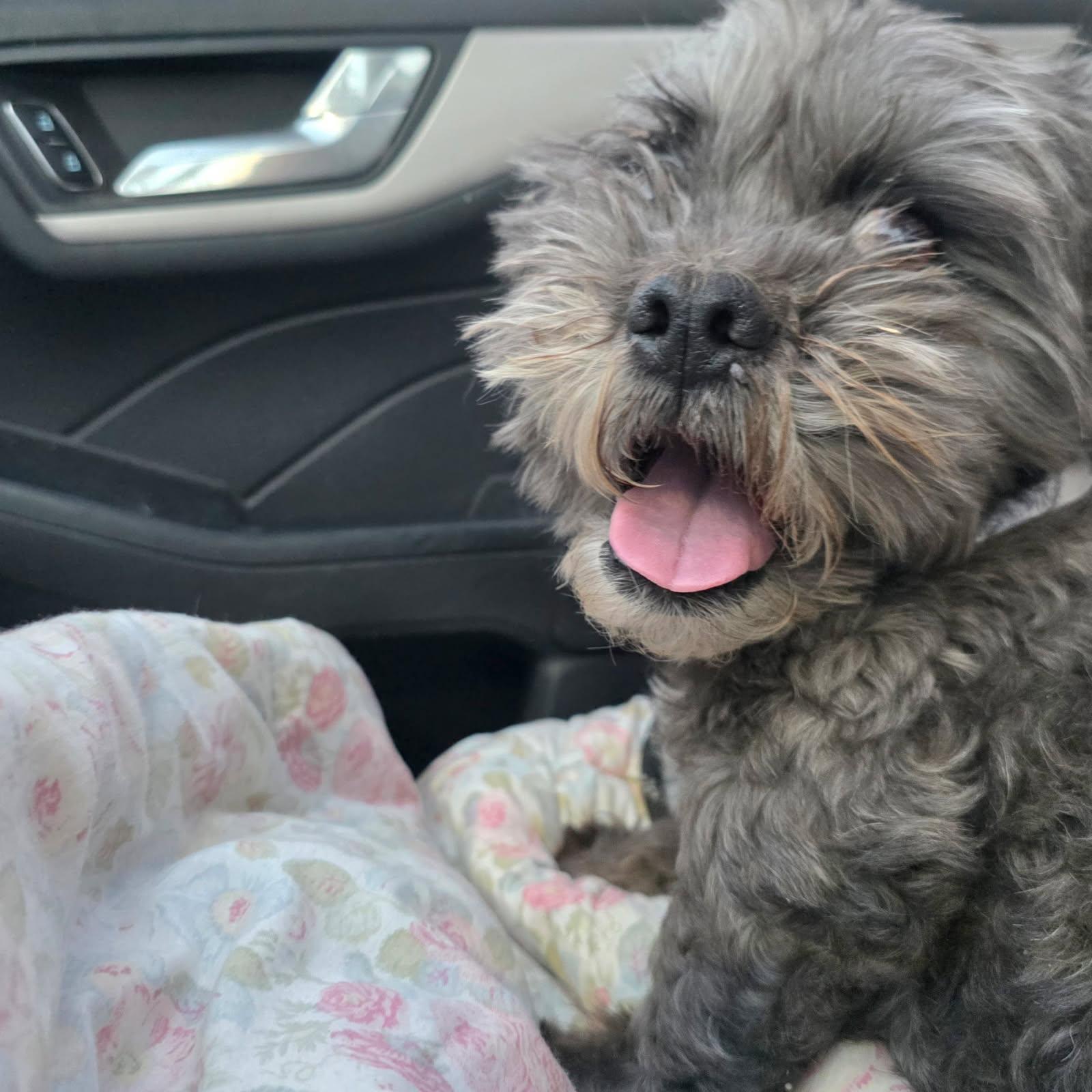 Enlarge Boogie, an adopted mixed breed in Greenville, SC image 3/4