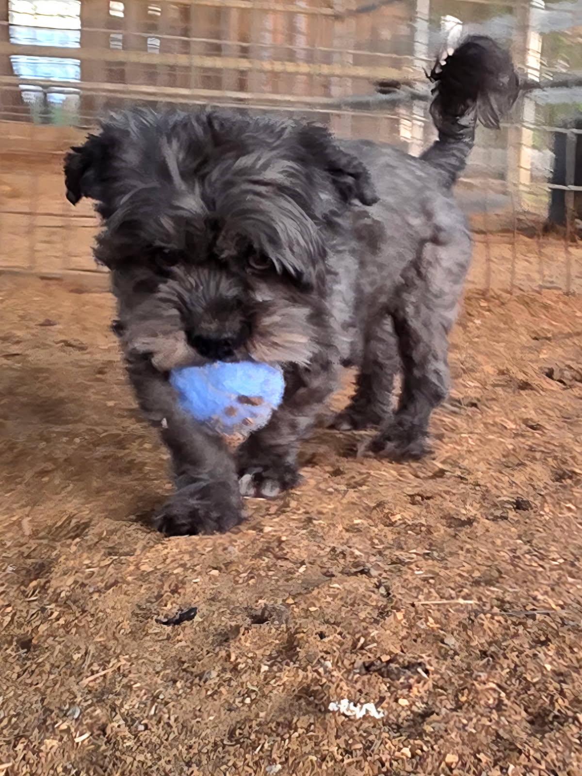 Enlarge Boogie, an adopted mixed breed in Greenville, SC image 4/4