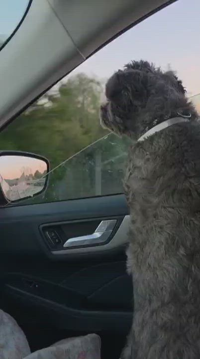 Enlarge Boogie, an adopted mixed breed in Greenville, SC video 2/4