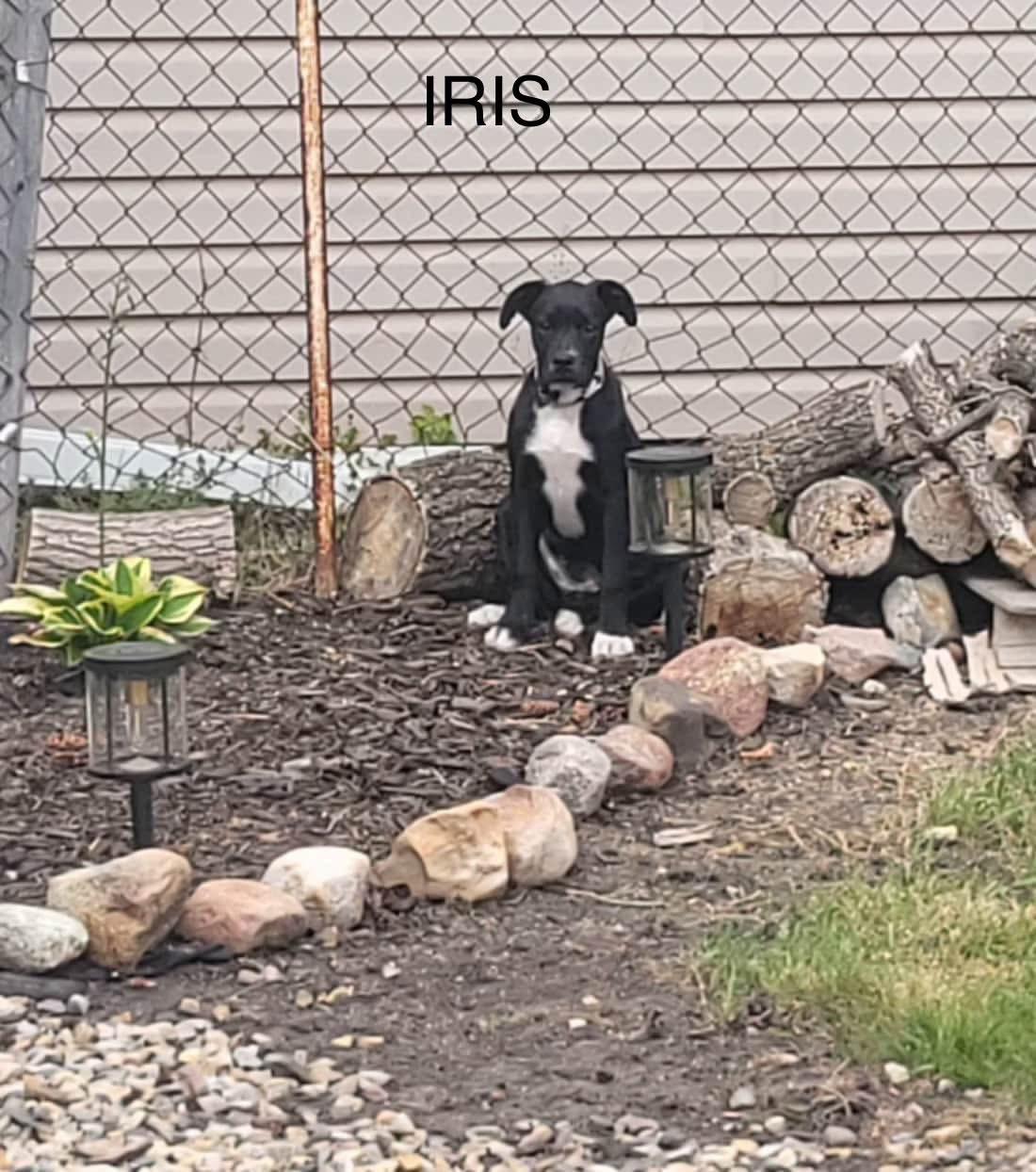Iris, Adoptable, Young Female Boxer & Labrador Retriever.