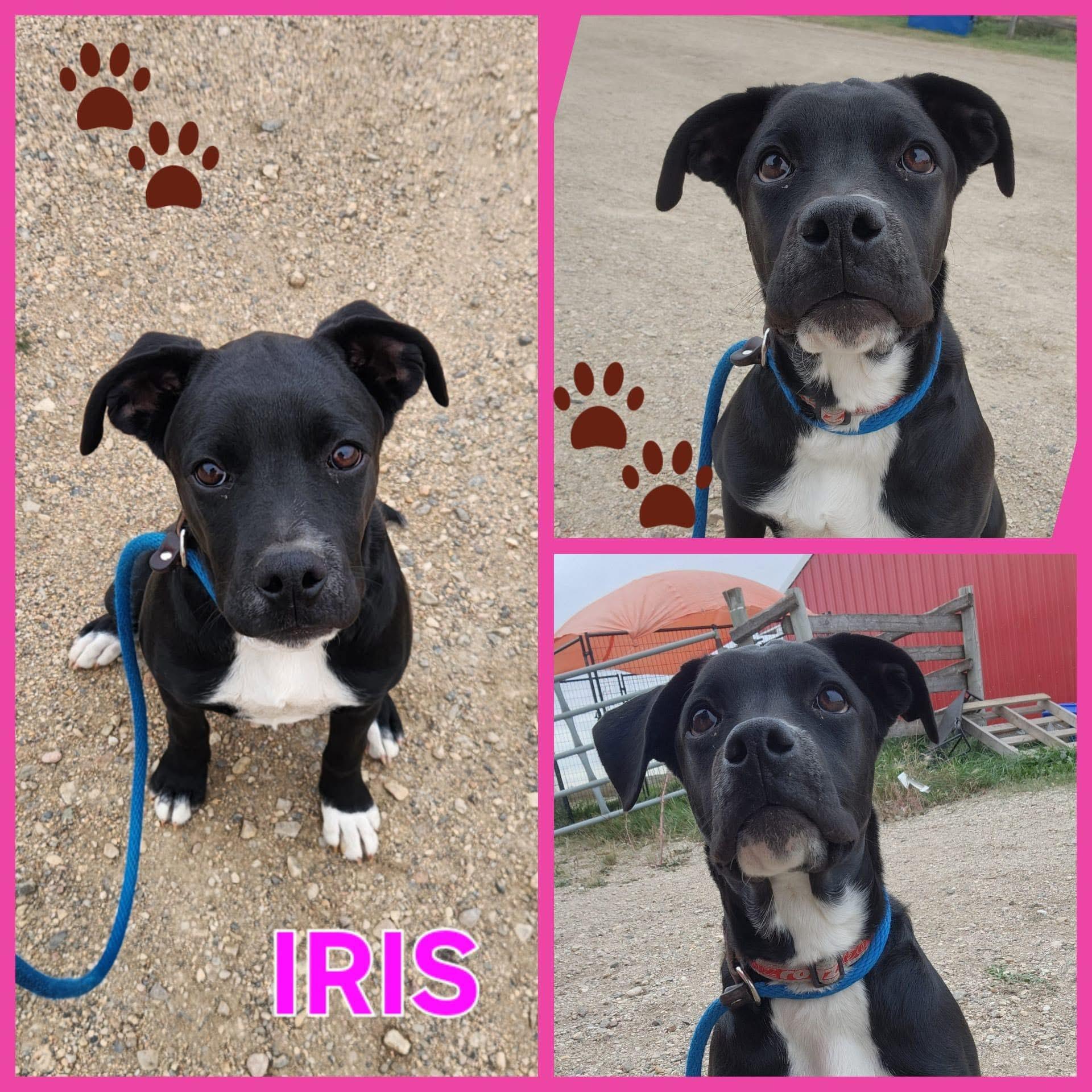 Iris, an adoptable Boxer, Labrador Retriever in Humboldt , SK, S0K 2A0 | Photo Image 2