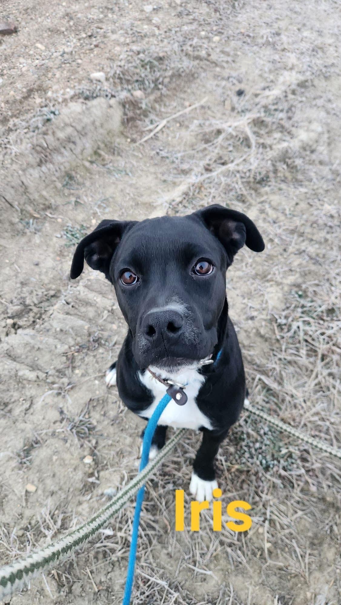 Iris, a Adoptable mixed breed in Humboldt , SK image 1/3