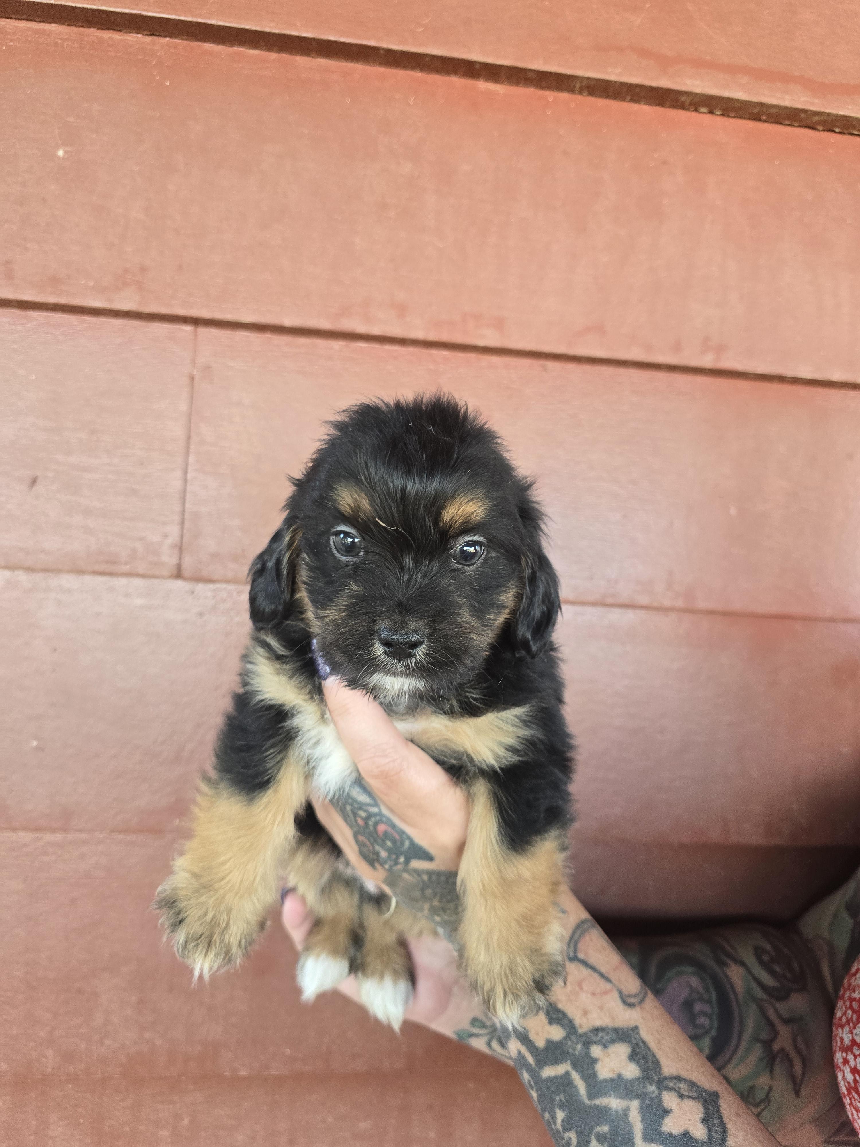 Argus, Adopted, Young Male Chihuahua & Shih Tzu.