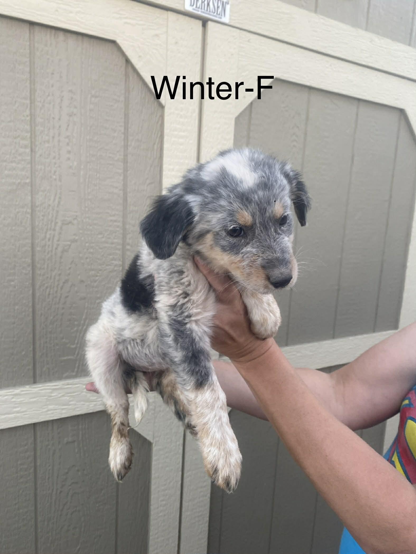 Winter, adopted, Puppy Female Australian Cattle Dog / Blue Heeler & Australian Shepherd.