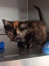 DOLL, Adoptable, Kitten Female Tortoiseshell.