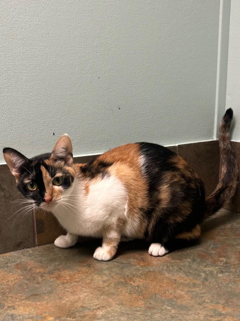 Tulip, ADOPTABLE, Young Female Domestic Short Hair.