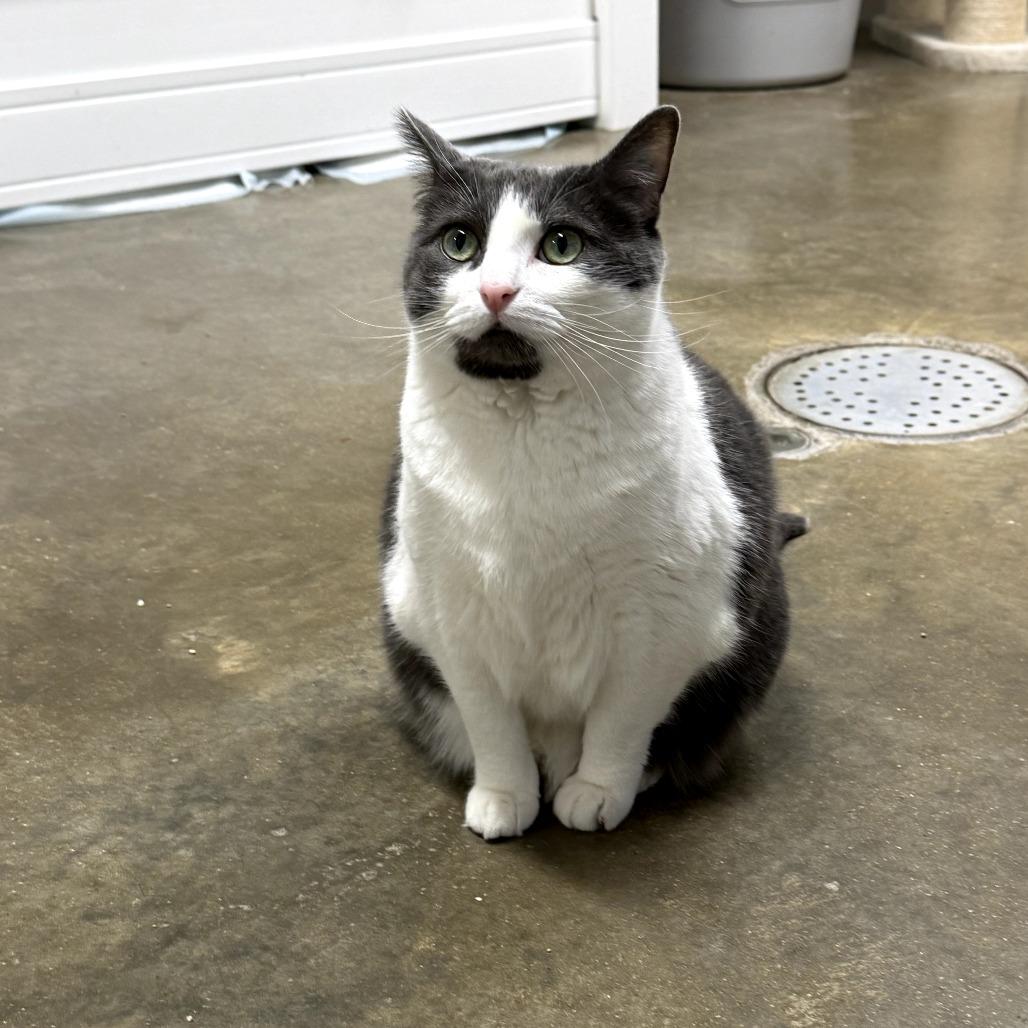 Enlarge Biscuit, a Adoptable Domestic Short Hair in Jasper, IN image 1/3