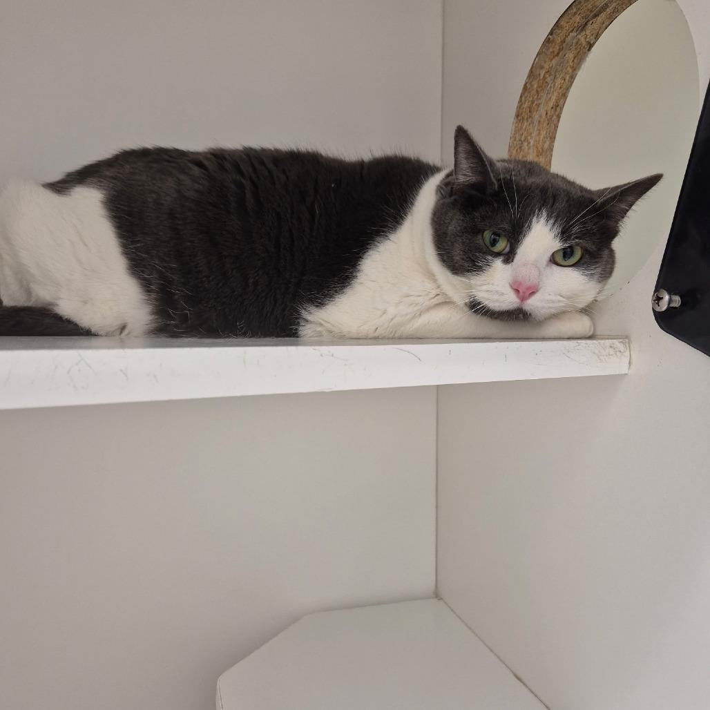 Enlarge Biscuit, a Adoptable Domestic Short Hair in Jasper, IN image 2/3