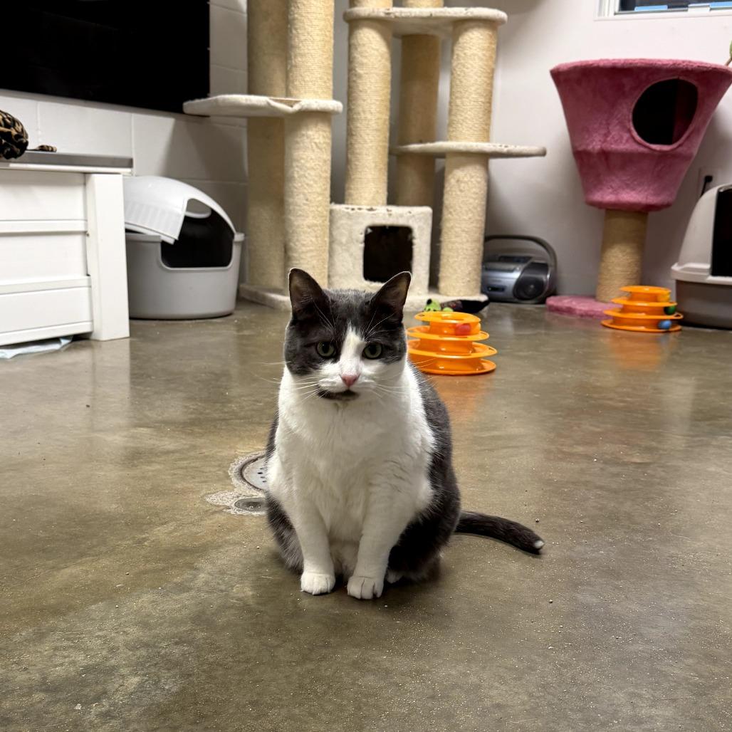 Enlarge Biscuit, a Adoptable Domestic Short Hair in Jasper, IN image 3/3