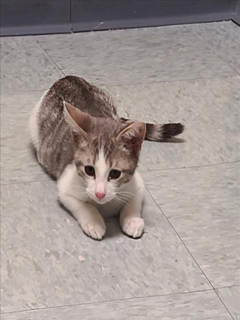 Enlarge A520167, a Adoptable Domestic Short Hair in Wilmington, NC image 1/1