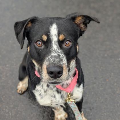 Enlarge Nolan, a Adoptable mixed breed in Syracuse, NY image 4/5