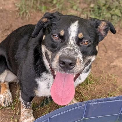 Enlarge Nolan, a Adoptable mixed breed in Syracuse, NY image 1/5