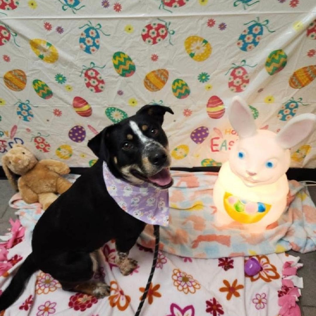 Enlarge Nolan, a Adoptable mixed breed in Syracuse, NY image 2/5