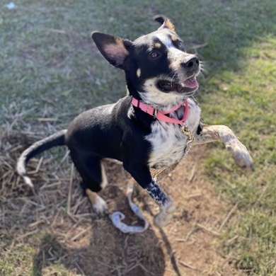 Enlarge Nolan, a Adoptable mixed breed in Syracuse, NY image 5/5