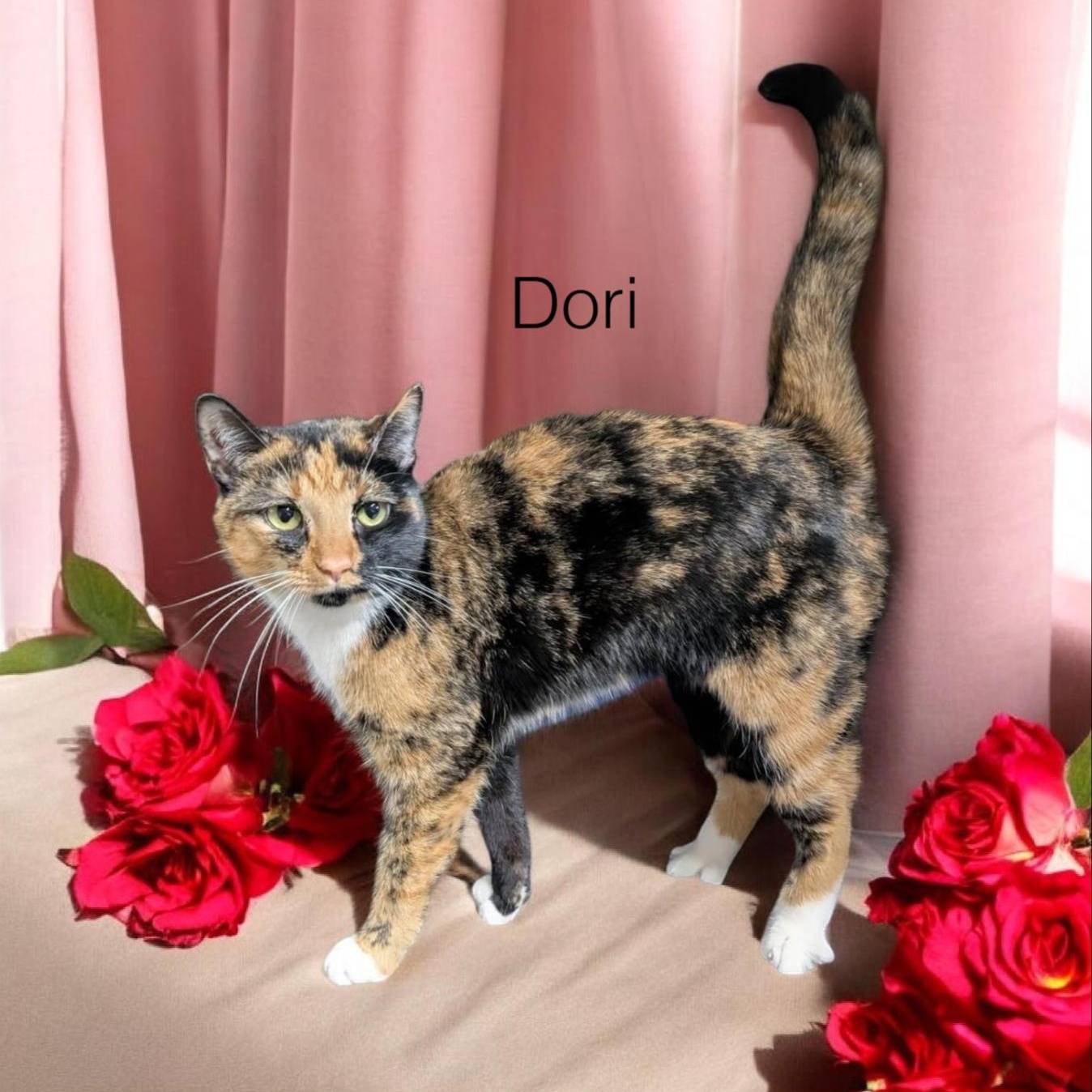 Enlarge Dori, an adoptable Calico in Wilmington, OH image 1/1