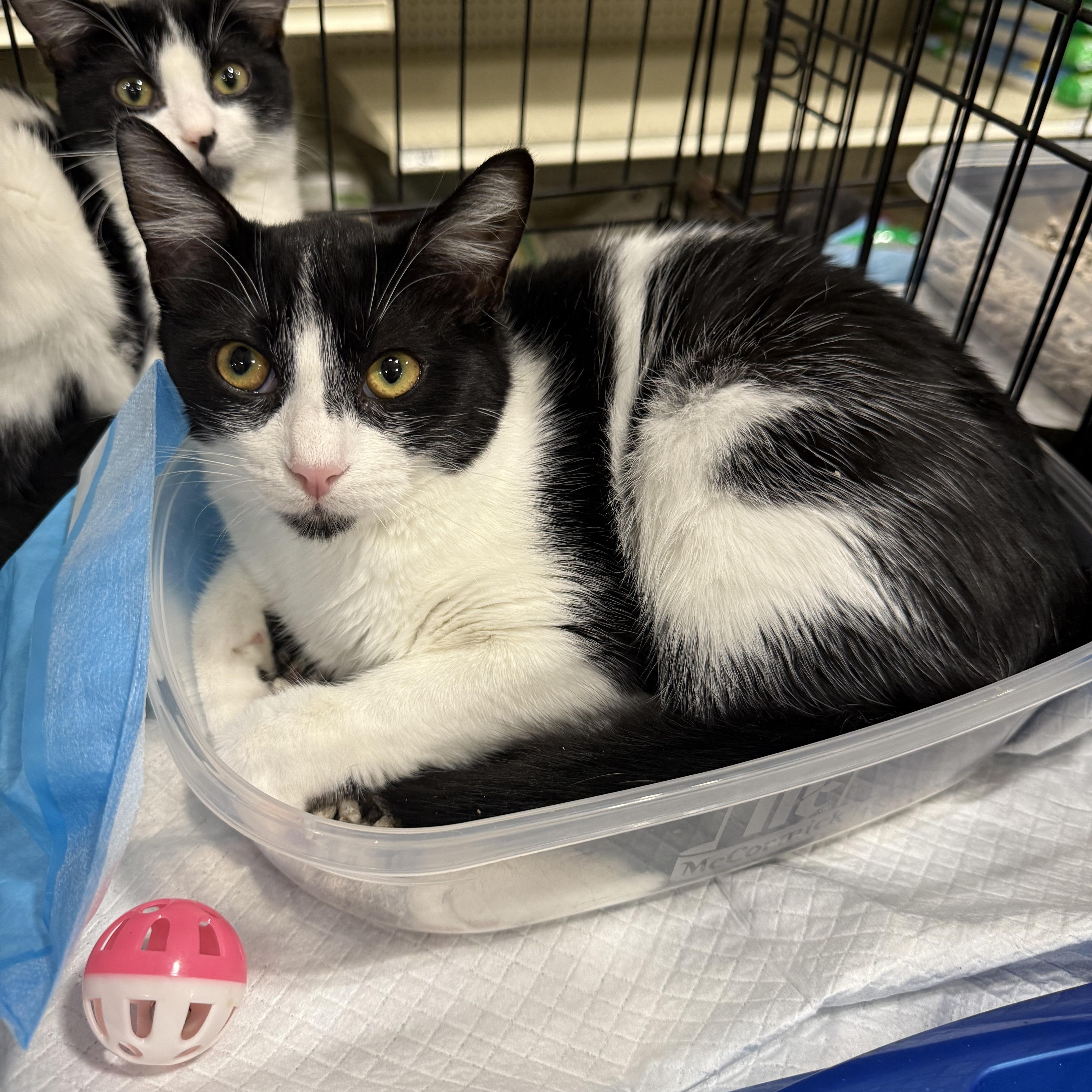 Monet, a Adoptable Domestic Short Hair in Fresno, CA image 3/3