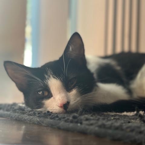 Monet, Adoptable, Kitten Male Domestic Short Hair.