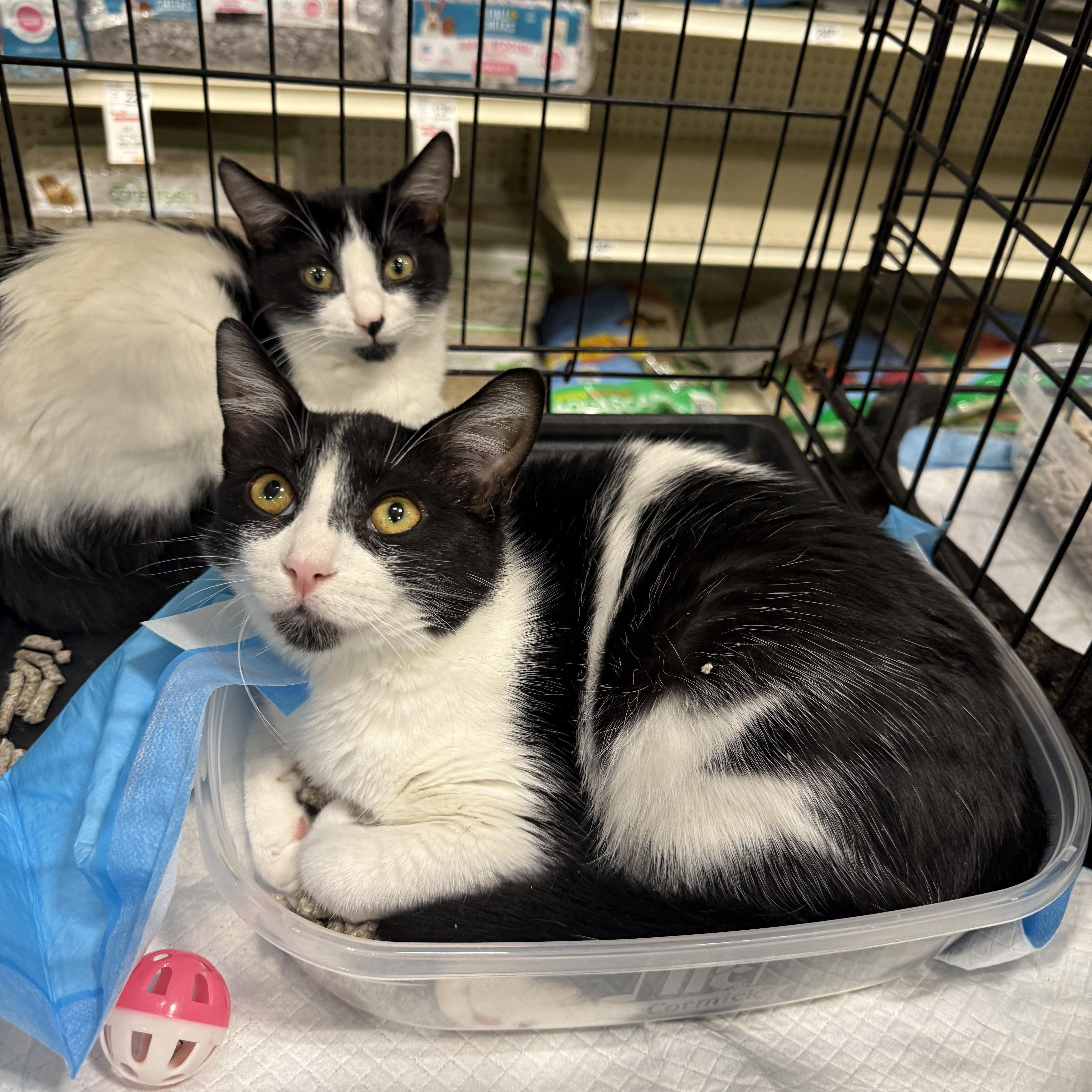 Monet, Adoptable, Kitten Male Domestic Short Hair.