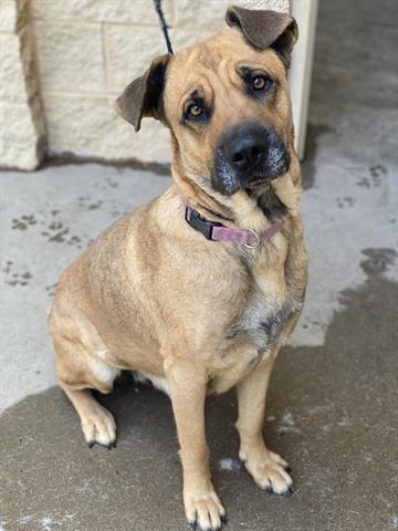 Enlarge BROWNIE, a Adoptable mixed breed in Dayton, OH image 1/1