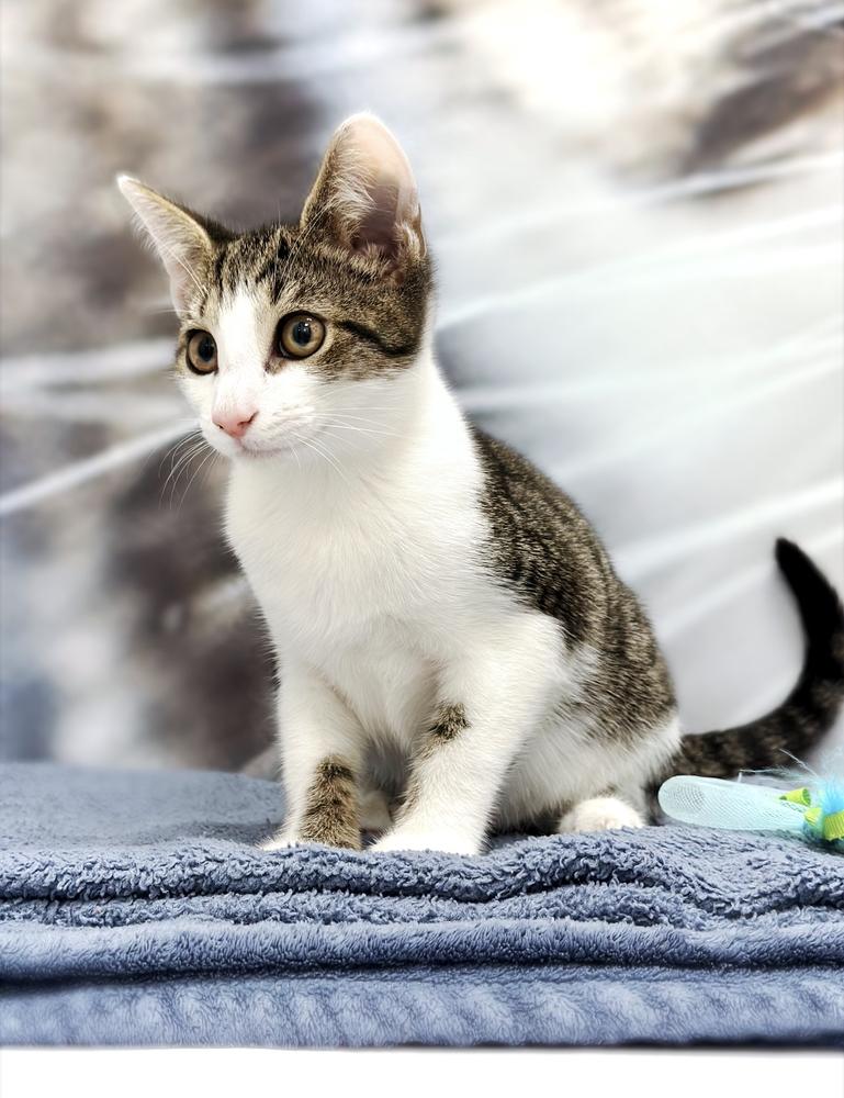 Gunner, Adoptable, Kitten Male Domestic Short Hair & Tabby.