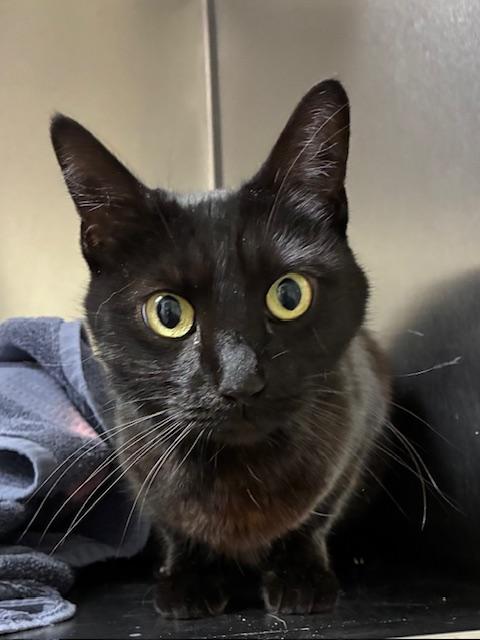 Jasmine, adopted, Adult Female Domestic Short Hair.