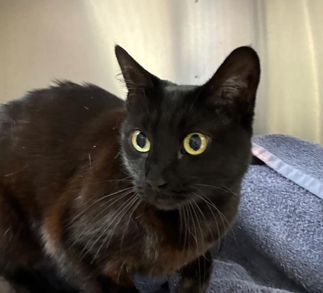 Enlarge Jasmine, an adopted Domestic Short Hair in Canoga Park, CA image 2/2