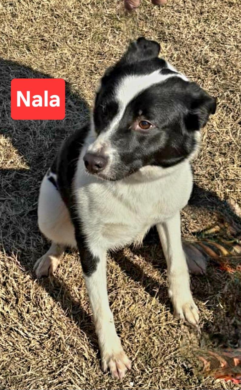 Nala, adopted, Young Female Border Collie.