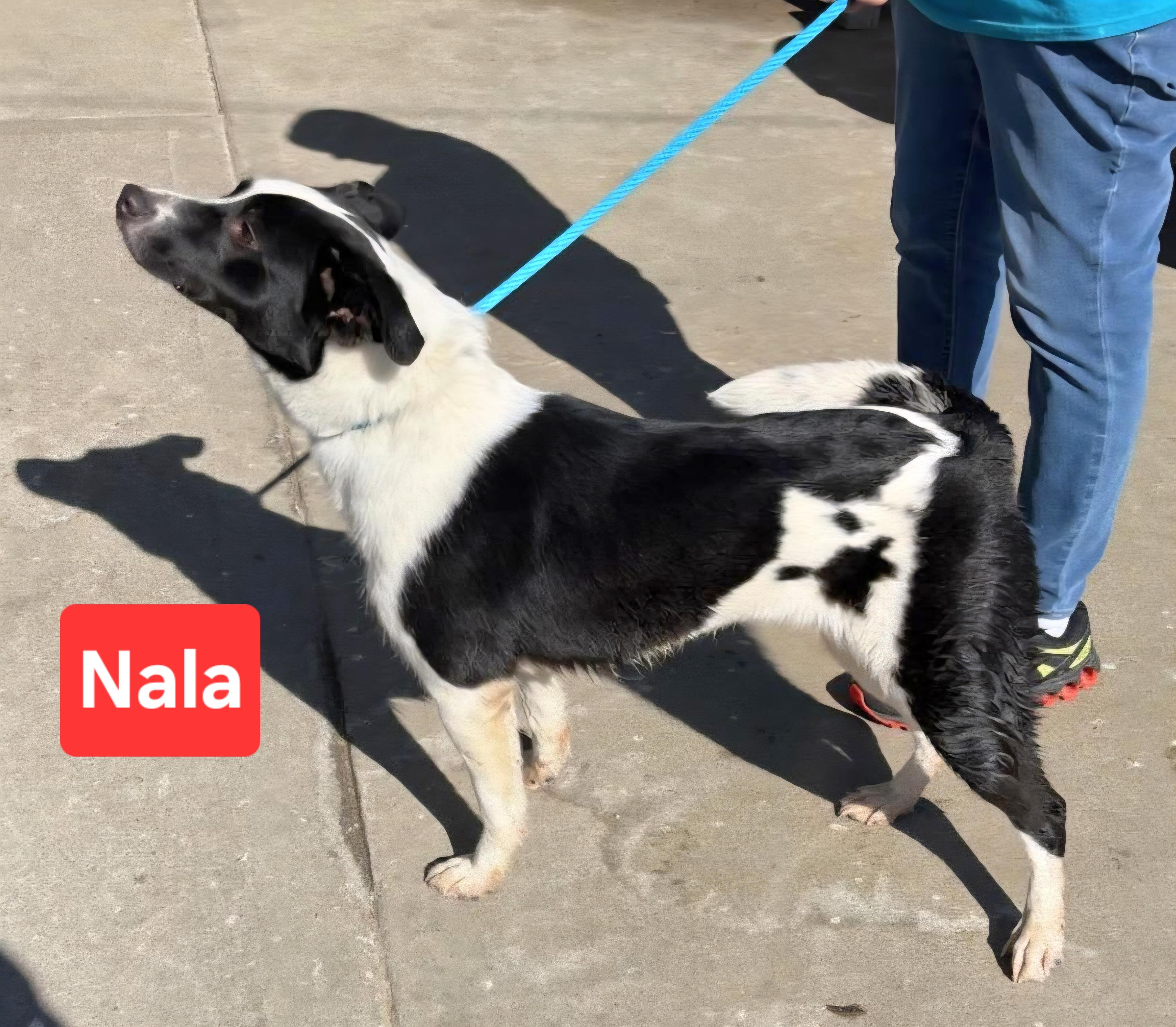 Enlarge Nala, an adopted Border Collie in Clinton, MO image 2/2