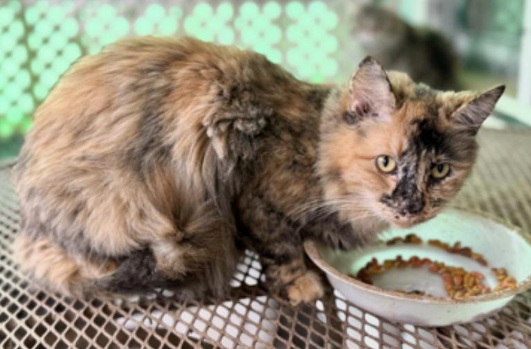 Carmelo, a ADOPTABLE Dilute Tortoiseshell in Johnson City, TN image 3/3
