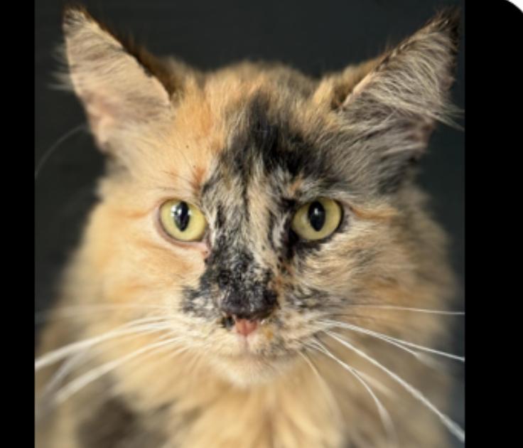 Carmelo, a ADOPTABLE Dilute Tortoiseshell in Johnson City, TN image 1/3