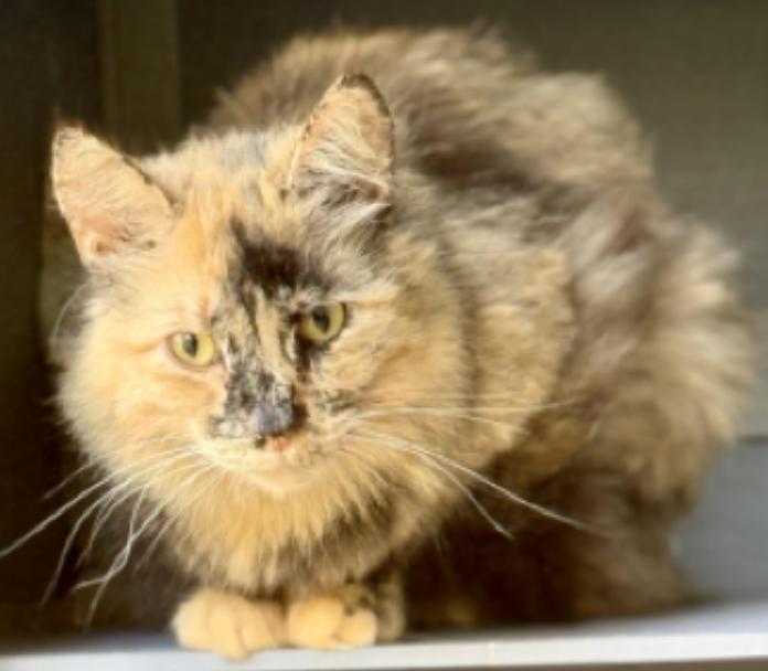 Carmelo, a ADOPTABLE Dilute Tortoiseshell in Johnson City, TN image 2/3