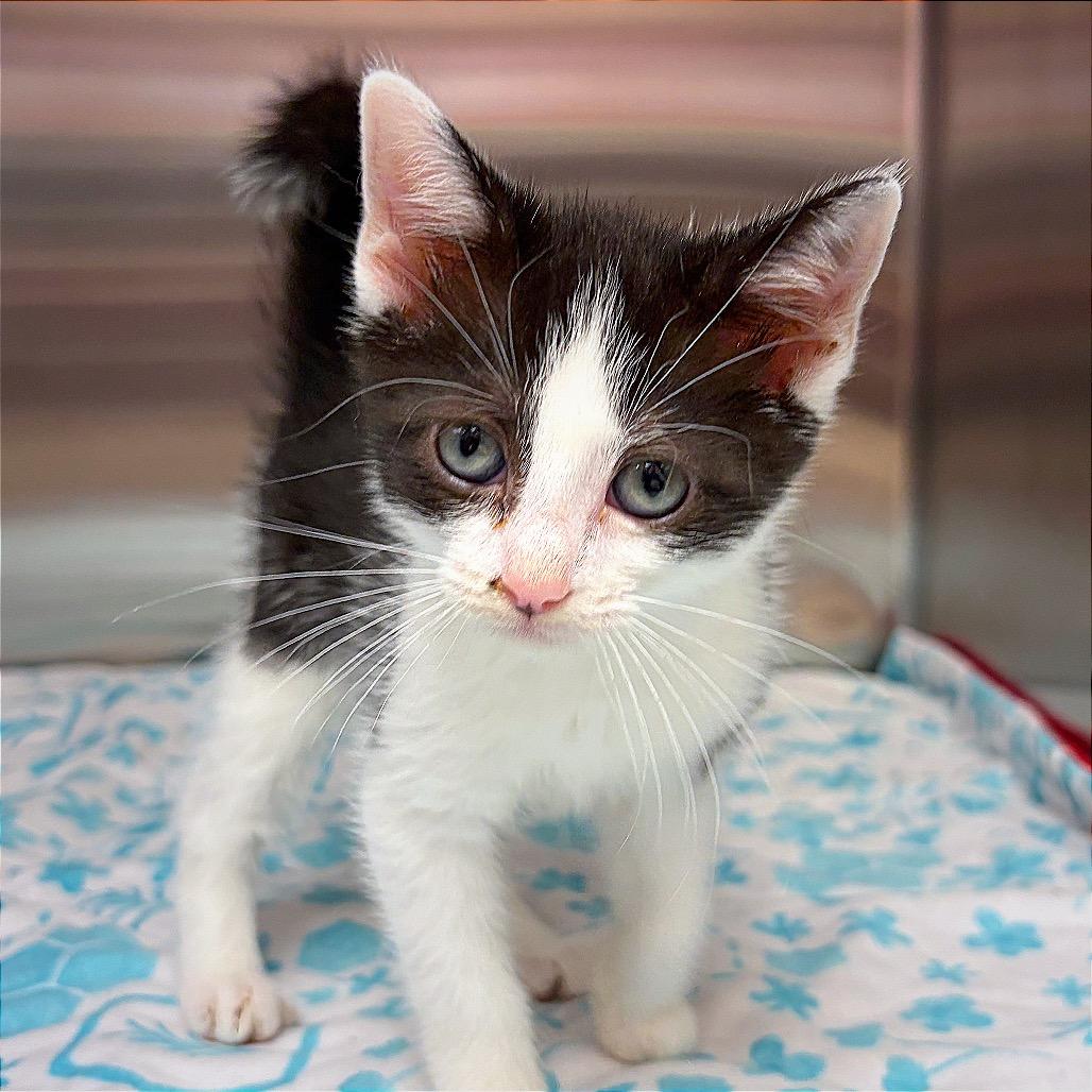 CATpuccino, a Adoptable Domestic Short Hair in Hannibal, MO image 2/4