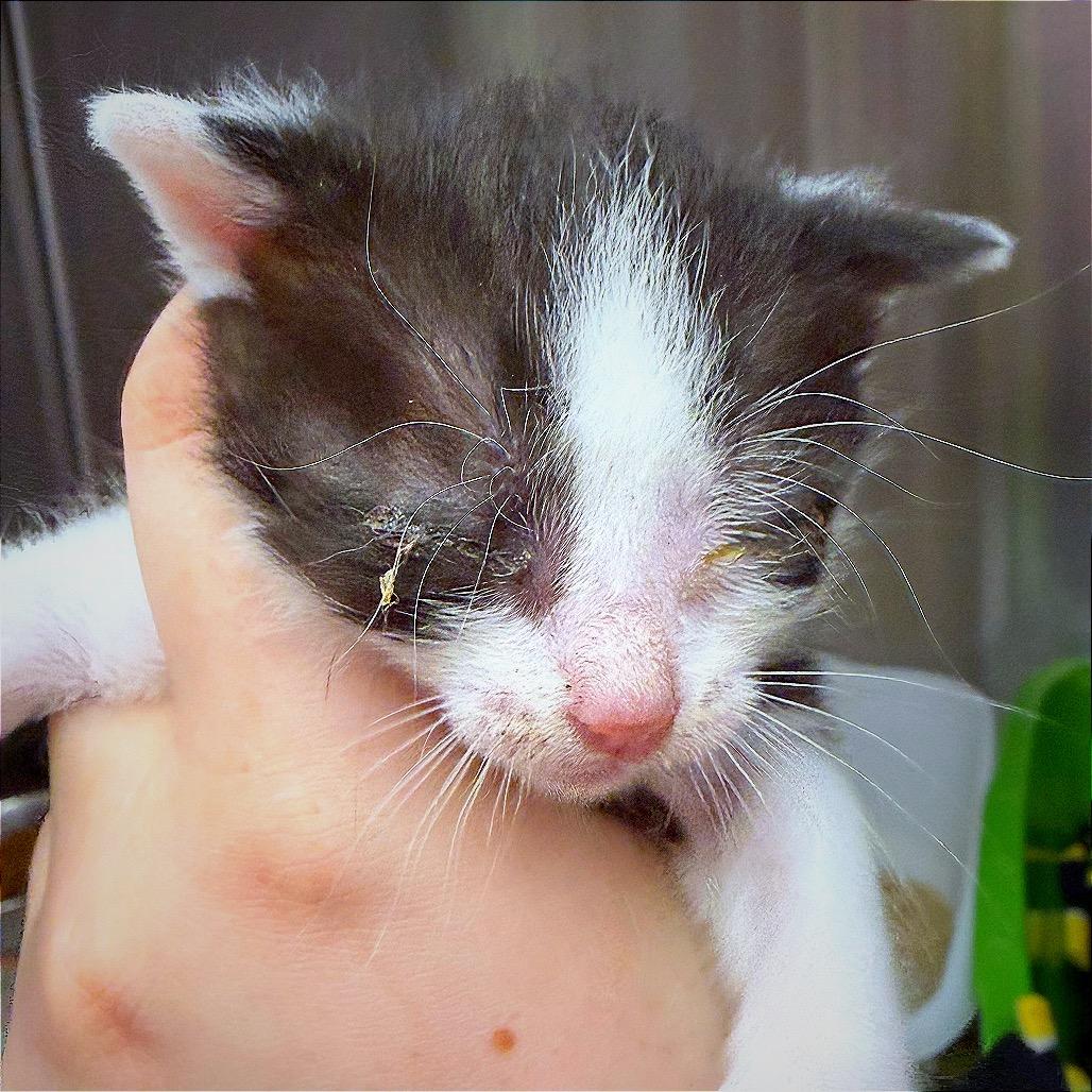 CATpuccino, a Adoptable Domestic Short Hair in Hannibal, MO image 3/4