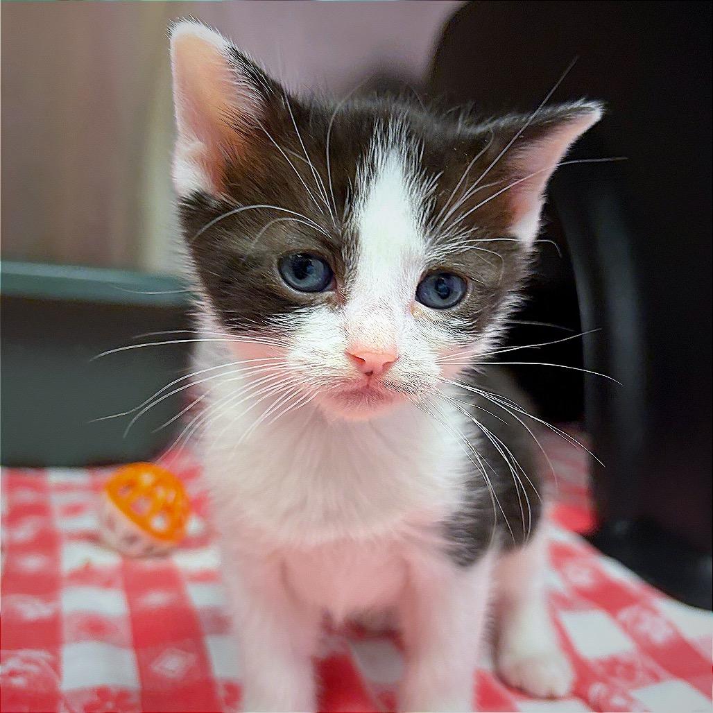 CATpuccino, a Adoptable Domestic Short Hair in Hannibal, MO image 4/4