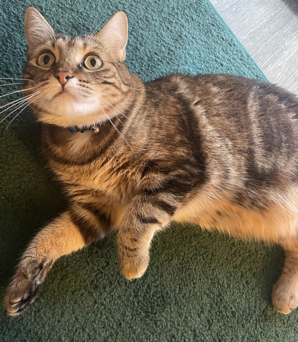 Enlarge Paisley, a Adopted Torbie in Anaheim, CA image 5/6