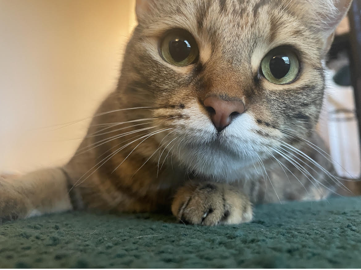 Enlarge Paisley, a Adopted Torbie in Anaheim, CA image 2/6