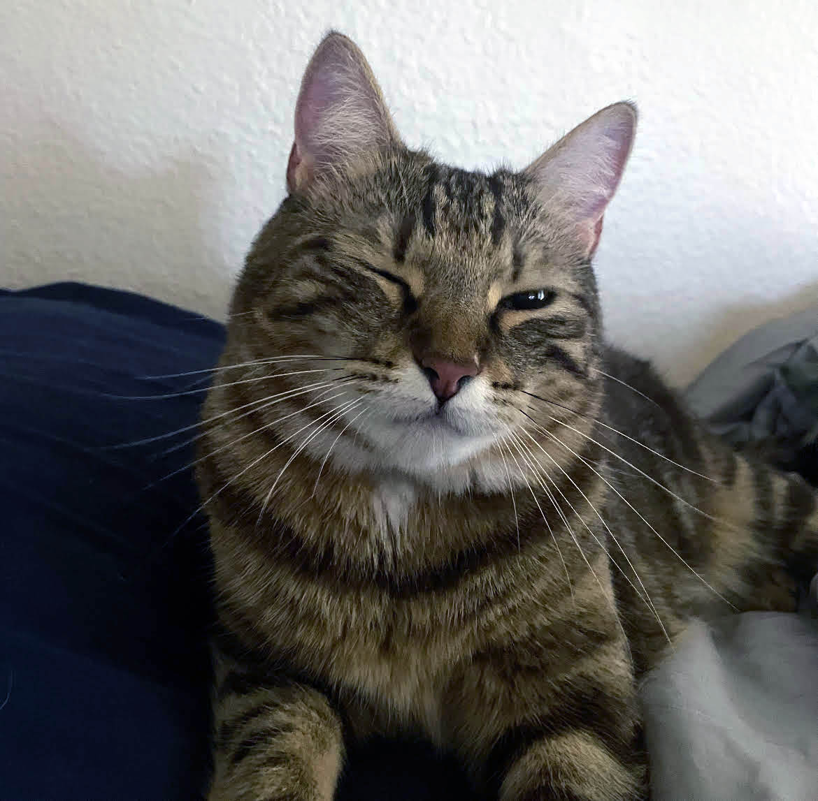 Enlarge Paisley, a Adopted Torbie in Anaheim, CA image 4/6