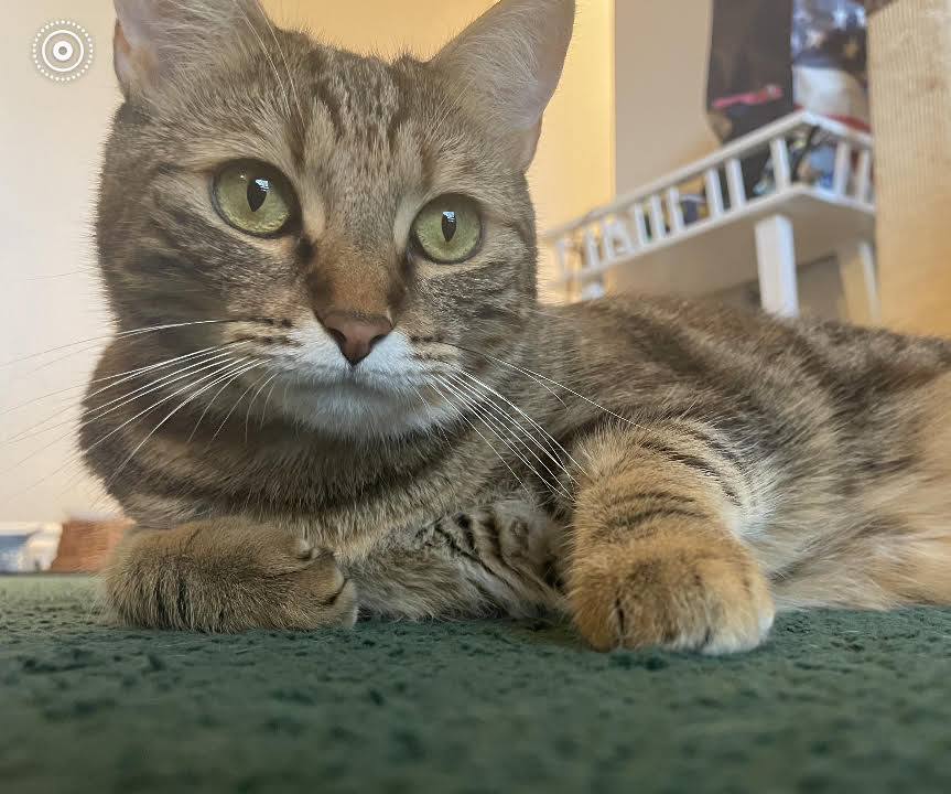 Enlarge Paisley, a Adopted Torbie in Anaheim, CA image 6/6
